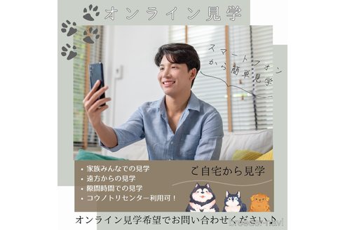 成約済の静岡県のトイプードル-348953の5枚目